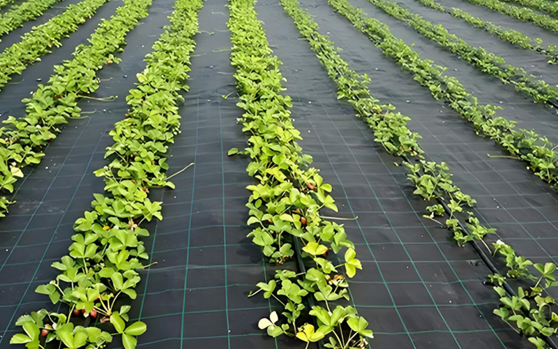 Construction & Handling